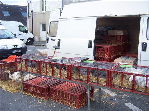 Coutures -- Brissac farmers' market -- chickens/ducks