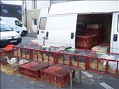 Coutures -- Brissac farmers' market -- chickens/ducks: by billh, Views[322]