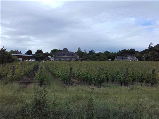 Coutures -- neighborhood vineyard.01