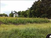 Coutures -- neighborhood vineyard.02: by billh, Views[323]