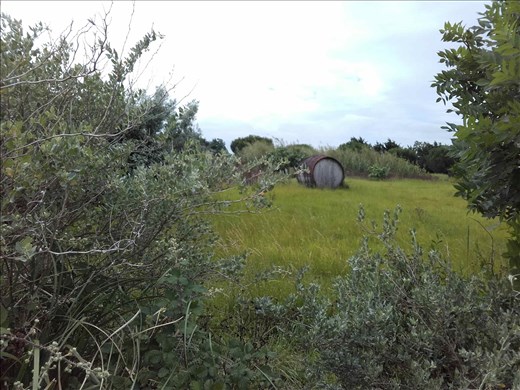 I'le de Re -- abandoned wine cask in middle of field