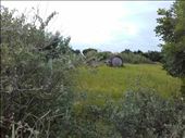 I'le de Re -- abandoned wine cask in middle of field: by billh, Views[305]