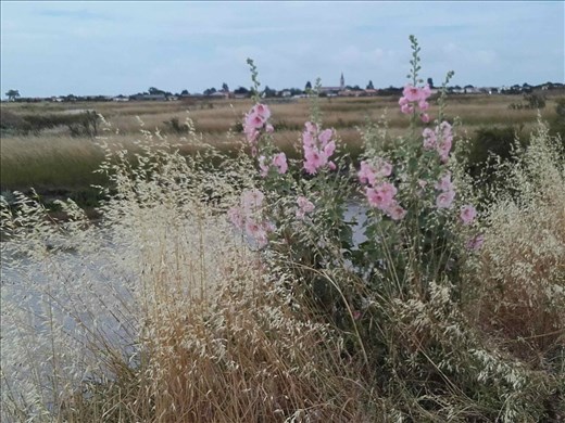 I'le de Re -- bicycling.01