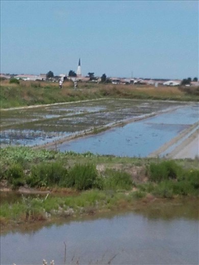 I'le de Re -- view across salt ponds of Ars church steeple