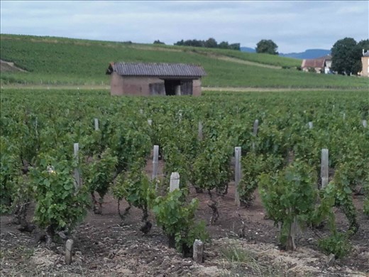 Beaujolais -- vineyards.01