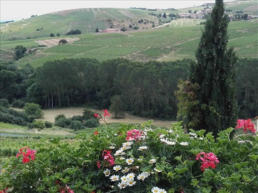 Beaujolais -- view of vineyards in the valley from Clochemerle 