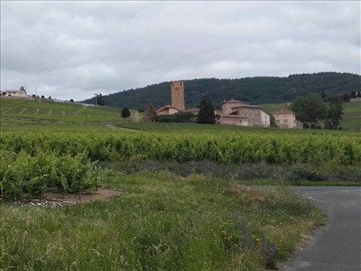 Beaujolais -- vineyards.03