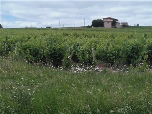 Beaujolais -- vineyards.04