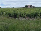 Beaujolais -- vineyards.04: by billh, Views[274]