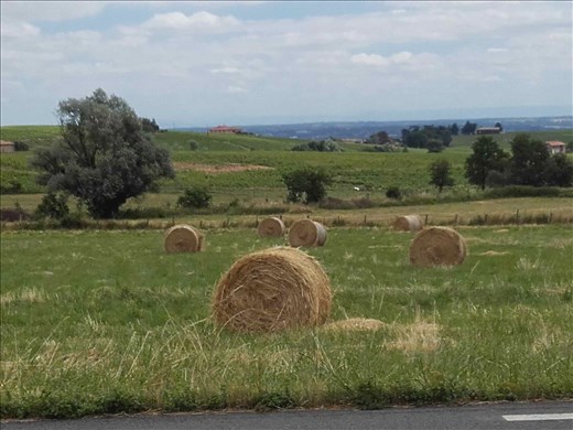 Beaujolais -- vineyards.02