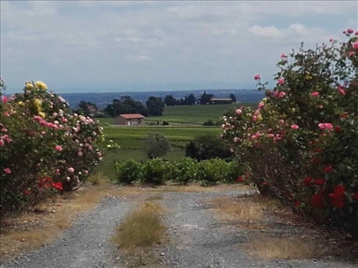 Beaujolais -- vineyards.06