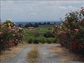 Beaujolais -- vineyards.06: by billh, Views[321]