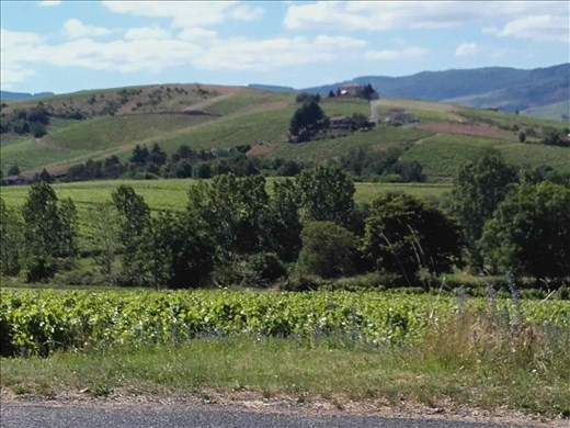 Beaujolais -- vineyards.07