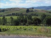 Beaujolais -- vineyards.07: by billh, Views[308]
