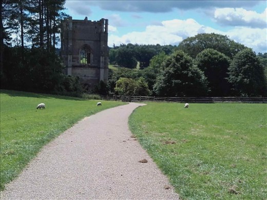 Fountains Abbey -- entry across meadow with sheep