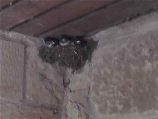 Hadrian's Wall -- baby birds under the roof of a building