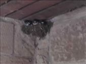 Hadrian's Wall -- baby birds under the roof of a building: by billh, Views[331]