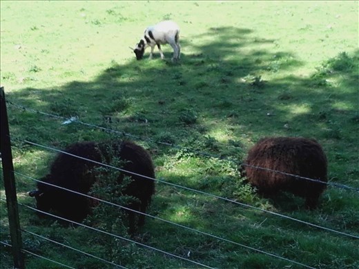 Direlton Castle -- sheep