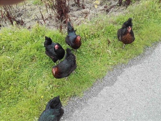 Scotland -- Oban -- my 