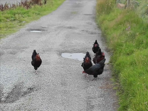 Scotland -- Oban --welcoming committee at the the 
