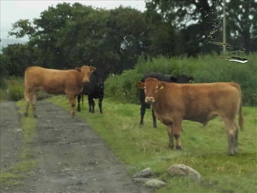 Northern Wales -- Pentrefelin -- entering or leaving 
