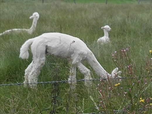 Scotland -- Duffus.01