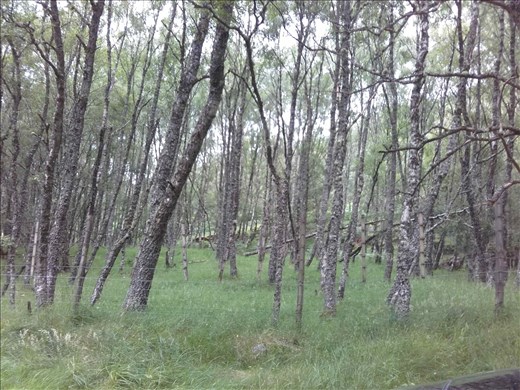 Northern Scotland -- Roseisle 