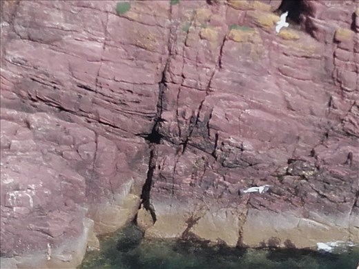 Scotland -- Arbroath coastline.12 -- seagulls 