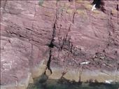 Scotland -- Arbroath coastline.12 -- seagulls : by billh, Views[326]