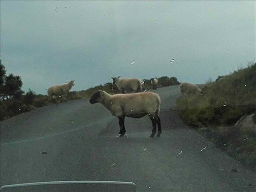 Northern Ireland coast -- Horn's Head -- greeting committee
