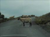 Northern Ireland coast -- Horn's Head -- greeting committee: by billh, Views[359]