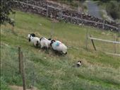 Ireland -- Joyce County Sheepdogs.02: by billh, Views[373]