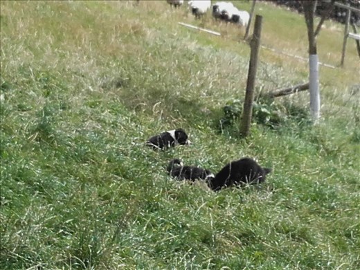 Ireland -- Joyce County Sheepdogs -- sheepdogs in training