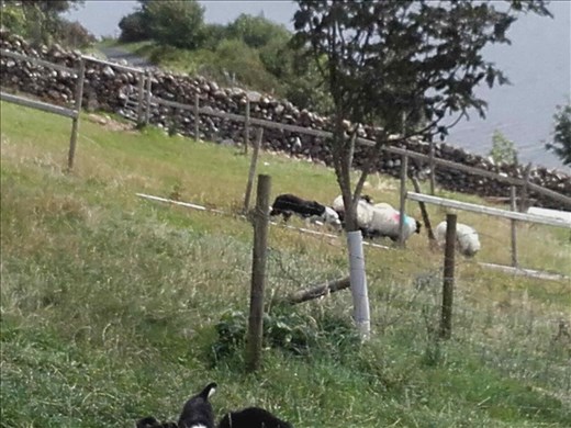 Ireland -- Joyce County Sheepdogs.01