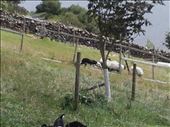 Ireland -- Joyce County Sheepdogs.01: by billh, Views[399]