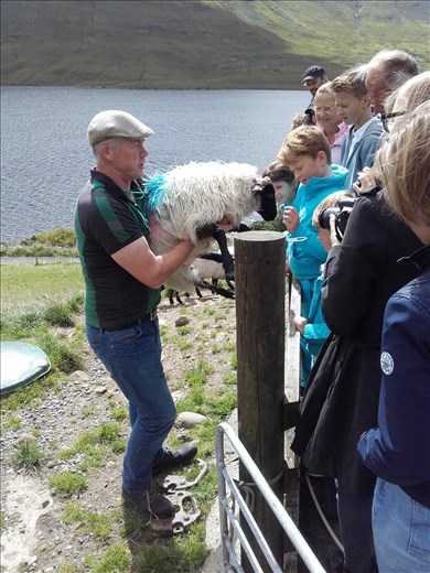 Ireland -- Joyce County Sheepdogs -- Joe with one of his sheep
