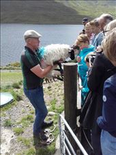 Ireland -- Joyce County Sheepdogs -- Joe with one of his sheep: by billh, Views[387]