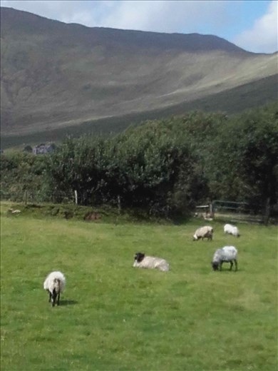 Ireland -- Joyce County Sheepdogs