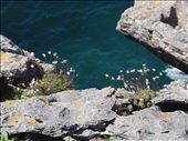 Ireland West Coast -- wildflowers growing at the edge of the Cliffs of Moher.10: by billh, Views[382]