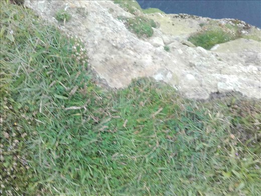 Ireland West Coast -- Day 2 -- looking straight down cliff face into water