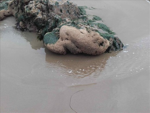 Southern Ireland Coast -- Bunmahon -- sponge(?) on rock