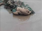 Southern Ireland Coast -- Bunmahon -- sponge(?) on rock: by billh, Views[321]