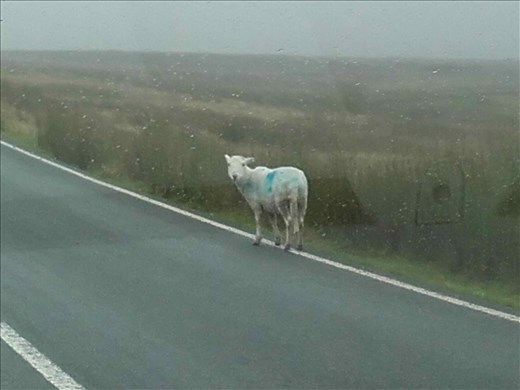 Why does this sheep have blue paint on it?