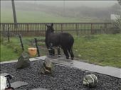 Southern Ireland Coast -- Castletownshend -- B&B mascot: by billh, Views[368]