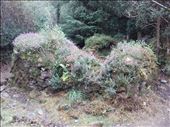 Southern Ireland -- Bonane Neolithic Site -- remnants of a Neolithic stone hut.2: by billh, Views[296]
