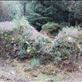 Southern Ireland -- Bonane Neolithic Site -- remnants of a Neolithic stone hut.2: by billh, Views[278]
