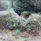 Southern Ireland -- Bonane Neolithic Site -- remnants of a Neolithic stone hut.2 Views[236]