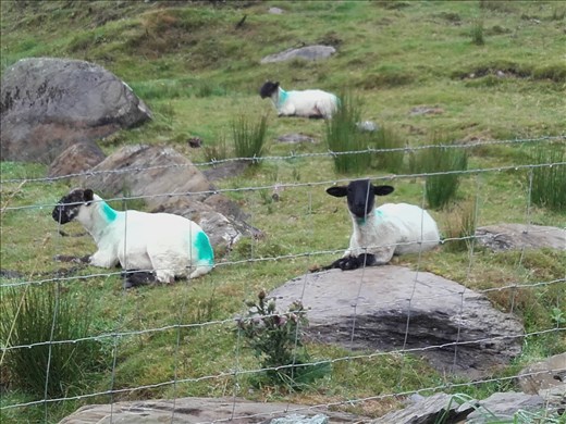 Southern Ireland -- Beara Peninsula.01