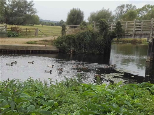 England -- Cottage Bridge.01