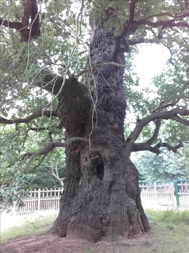 England -- Kenilworth Abbey -- 1000 year old tree